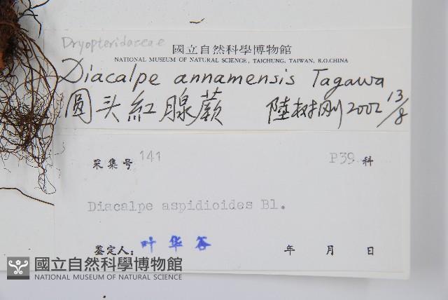 圓頭紅腺蕨藏品圖，第2張