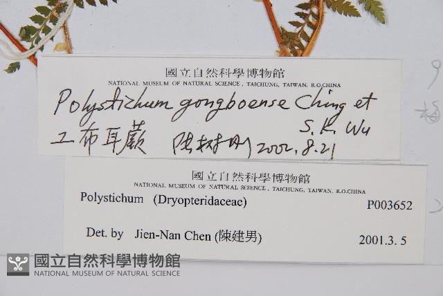 工布耳蕨藏品圖，第2張