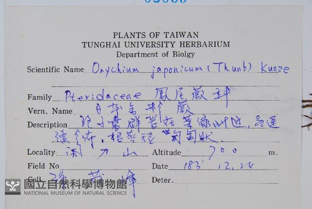 日本金粉蕨藏品圖，第2張