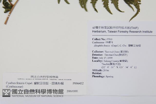 蘭嶼筆筒樹、蘭嶼桫欏藏品圖，第2張