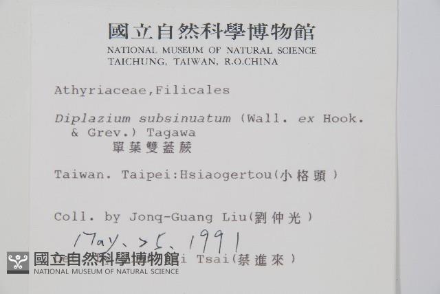 單葉雙蓋蕨藏品圖，第2張