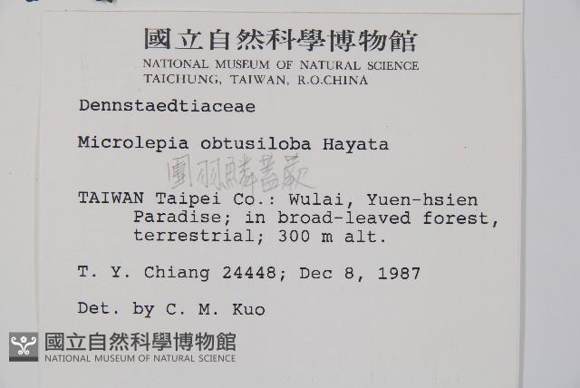 團羽鱗蓋蕨藏品圖，第2張