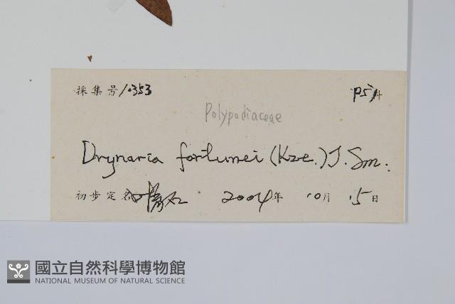 槲蕨藏品圖，第2張