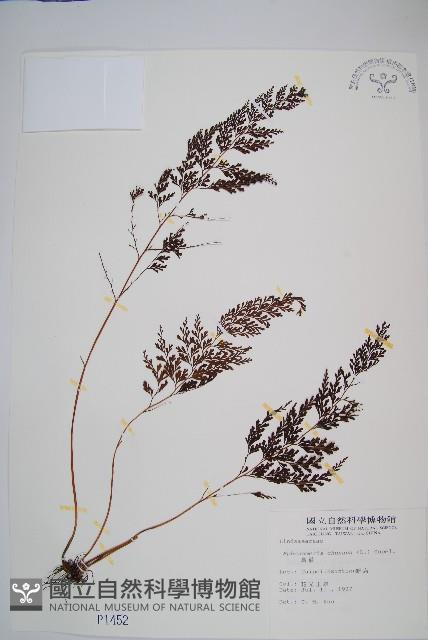 烏蕨藏品圖，第1張