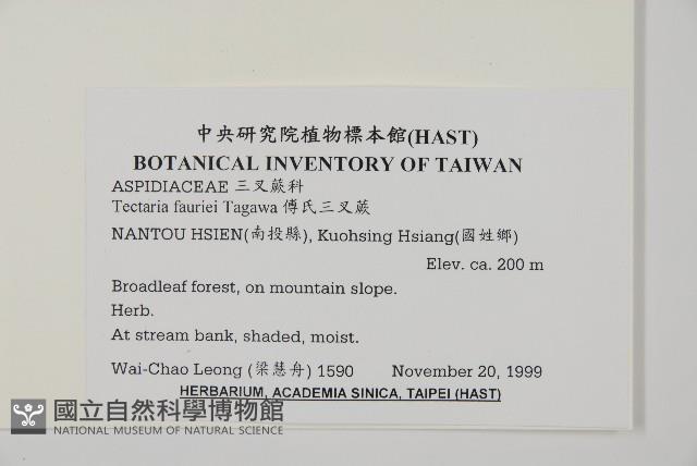 傅氏三叉蕨藏品圖，第2張