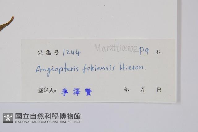 福建蓮座蕨藏品圖，第2張