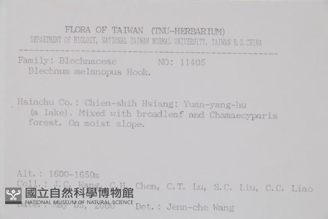 雉尾烏毛蕨藏品圖，第2張