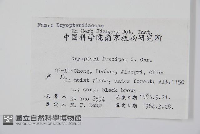 黑足鱗毛蕨藏品圖，第2張