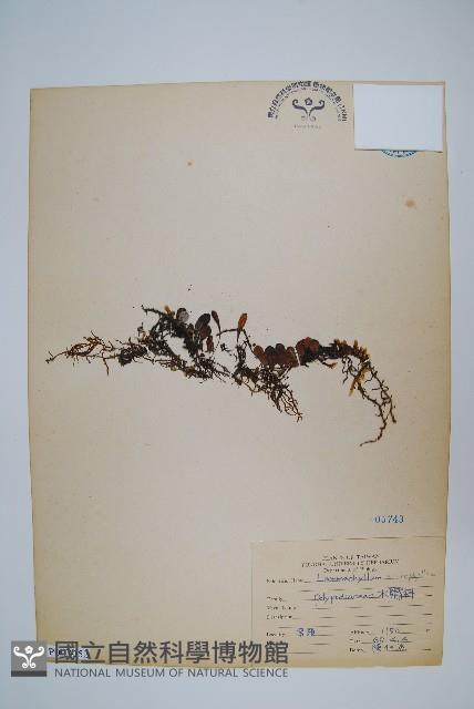 抱樹蕨、伏石蕨藏品圖，第1張