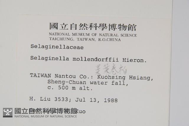 異葉卷柏藏品圖，第2張