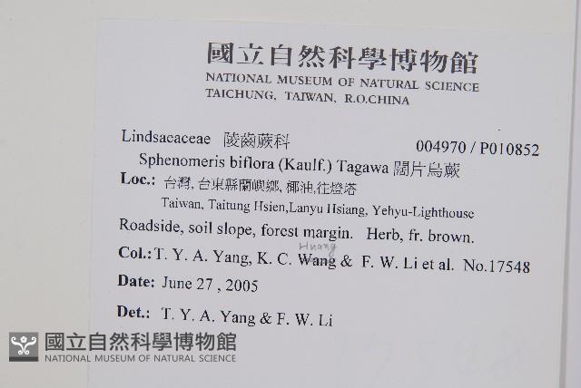 闊片烏蕨藏品圖，第2張