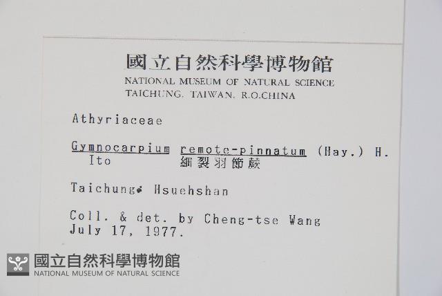 細裂羽節蕨藏品圖，第2張