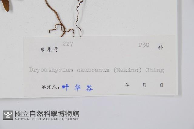 華中介蕨藏品圖，第2張