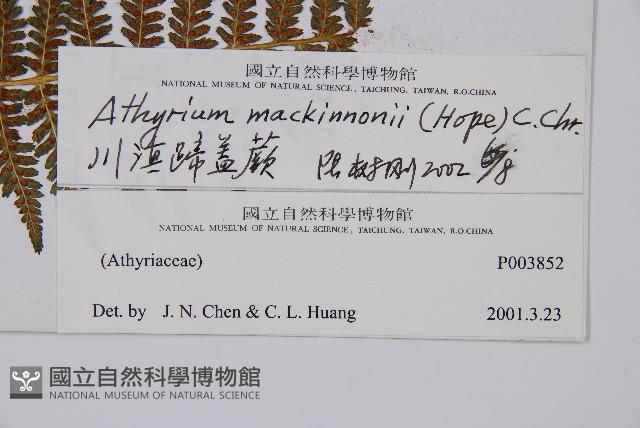 川滇蹄蓋蕨藏品圖，第5張