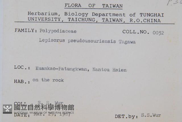 擬烏蘇里瓦葦藏品圖，第2張