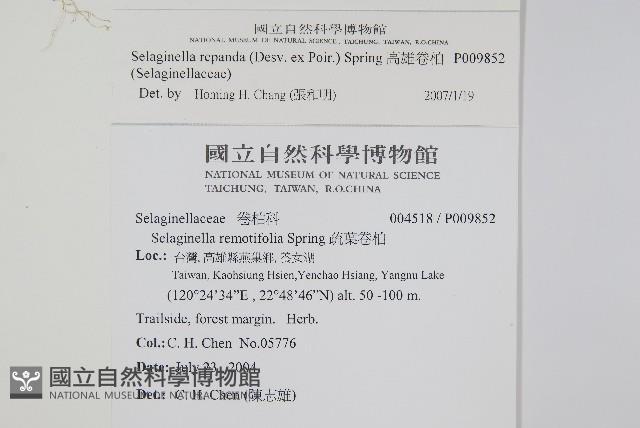 高雄卷柏藏品圖，第2張