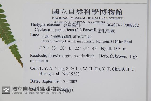 密毛毛蕨藏品圖，第2張