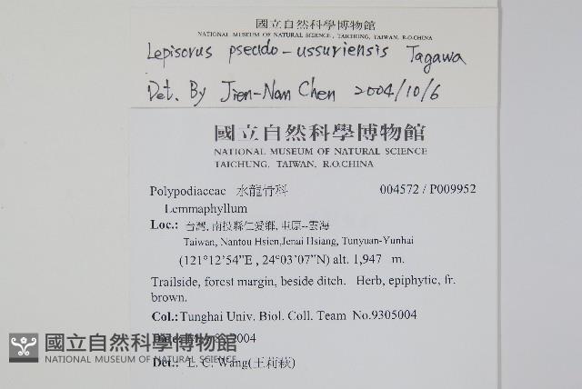 擬烏蘇里瓦葦藏品圖，第2張