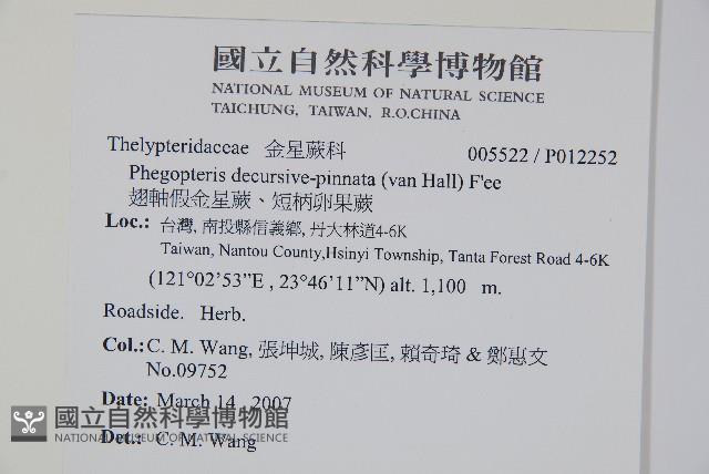 翅軸假金星蕨、短柄卵果蕨藏品圖，第2張