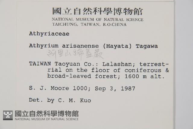 阿里山蹄蓋蕨藏品圖，第2張