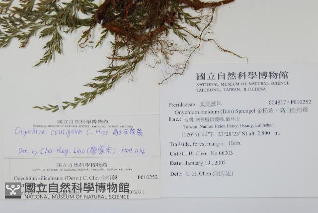 高山金粉蕨藏品圖，第2張