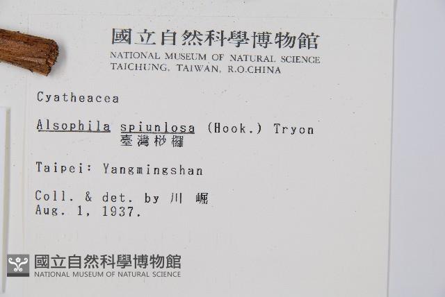 臺灣桫欏藏品圖，第2張