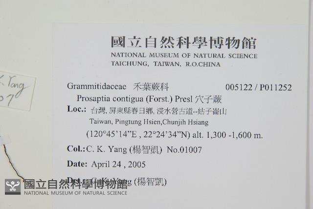 穴子蕨藏品圖，第2張