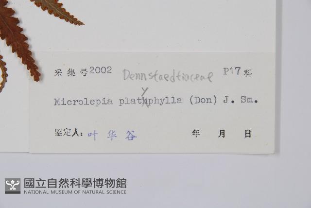 闊葉鱗蓋蕨藏品圖，第5張