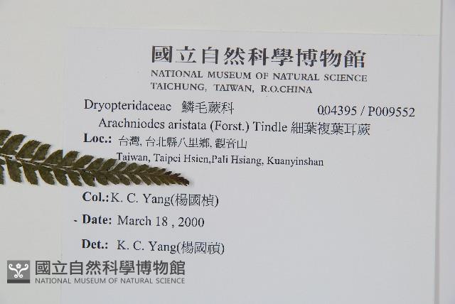 細葉複葉耳蕨藏品圖，第2張