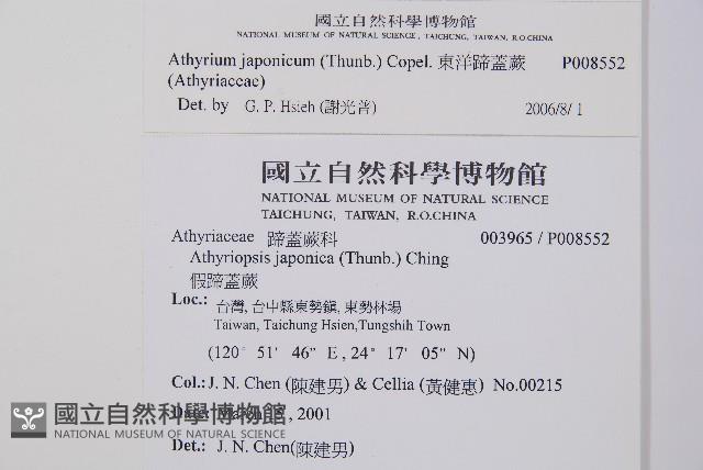 東洋蹄蓋蕨藏品圖，第2張