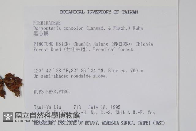 黑心蕨藏品圖，第2張