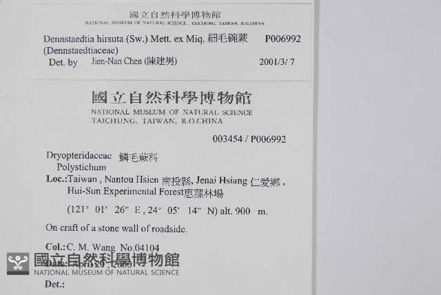 細毛碗蕨藏品圖，第2張