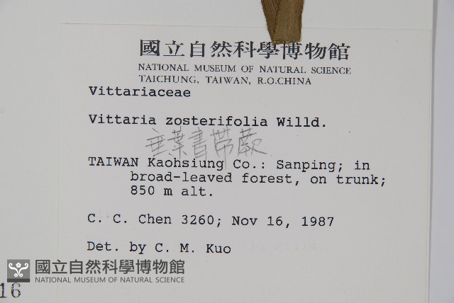 垂葉書帶蕨藏品圖，第2張