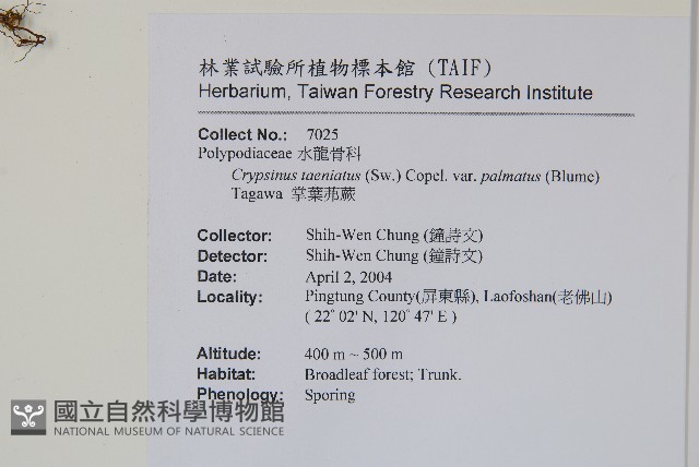 掌葉茀蕨藏品圖，第2張