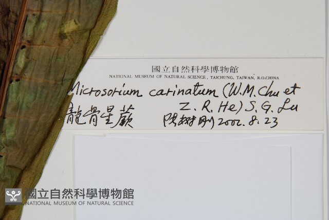 龍骨星蕨藏品圖，第2張