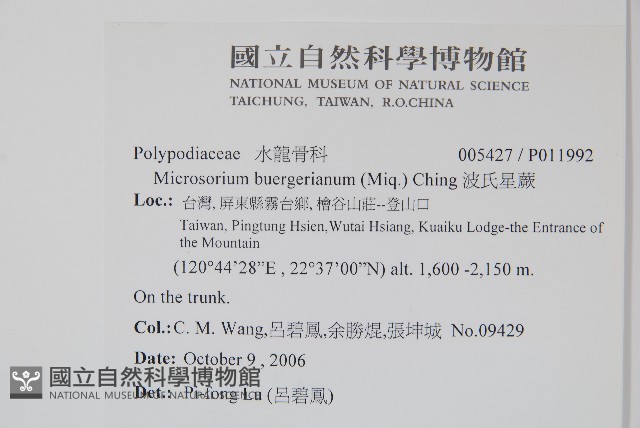 波氏星蕨藏品圖，第2張