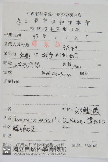 南海鱗毛蕨藏品圖，第2張