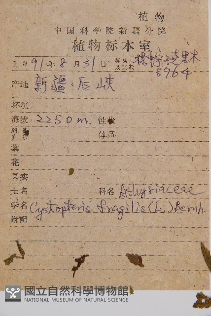 冷蕨藏品圖，第2張