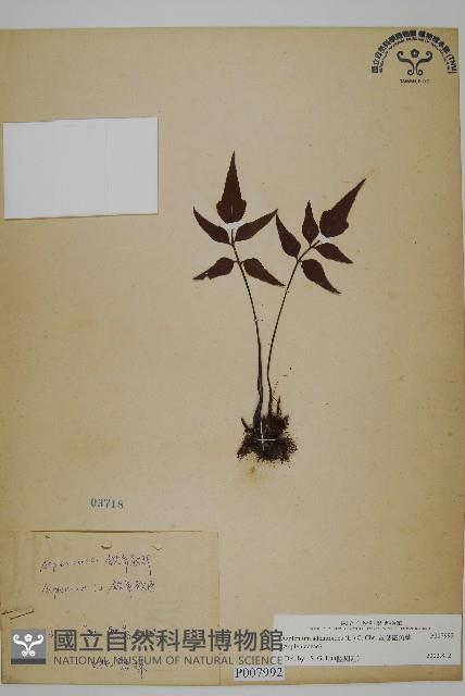 革葉鐵角蕨藏品圖，第1張