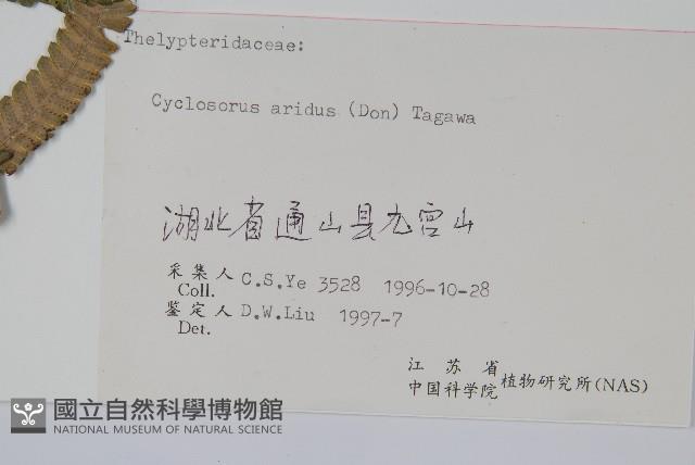 擬毛蕨藏品圖，第2張