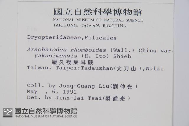 小葉複葉耳蕨藏品圖，第2張