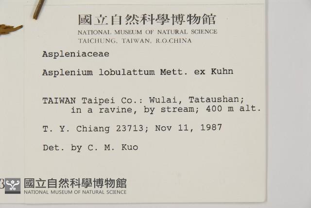 裂葉鐵角蕨藏品圖，第2張