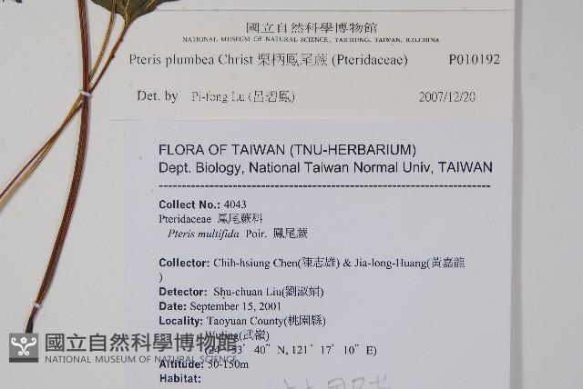 廣東鳳尾蕨、栗柄鳳尾蕨藏品圖，第2張