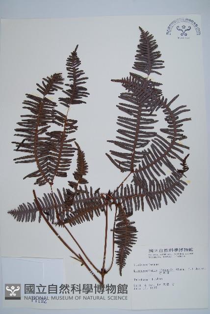 芒萁藏品圖，第1張