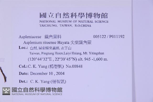 尖葉鐵角蕨藏品圖，第2張