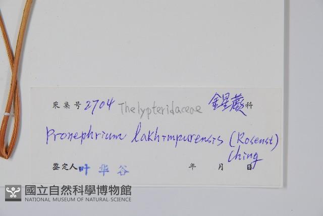 紅色新月蕨藏品圖，第2張