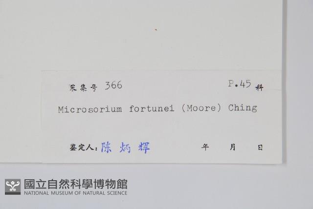 大星蕨藏品圖，第2張