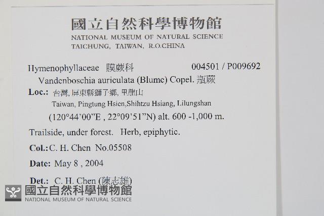 瓶蕨藏品圖，第2張