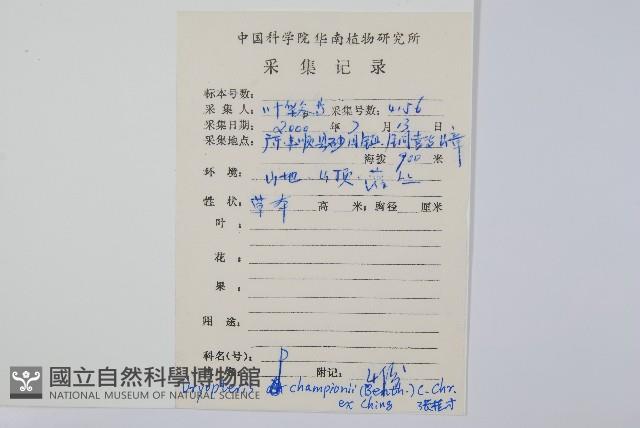 闊鱗鱗毛蕨藏品圖，第2張