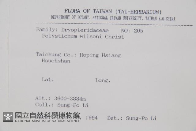 福山氏耳蕨藏品圖，第2張